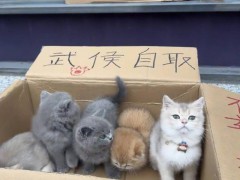 领养猫咪花1.4万后拒付猫贷被告 免费领养陷阱多！（图）