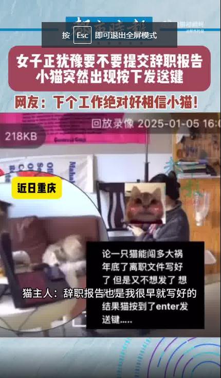 小猫突然出现按下辞职报告发送键